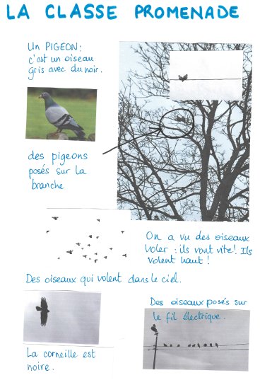 Les pigeons